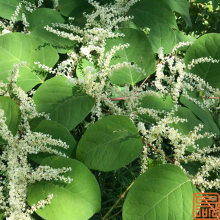 Polygonum Cuspidatum Extract Trans-resveratrol 20% Powder