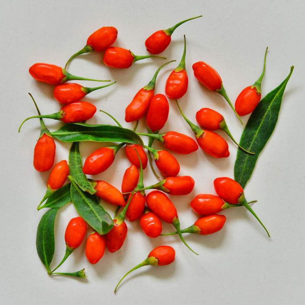 Goji Berry segar organik