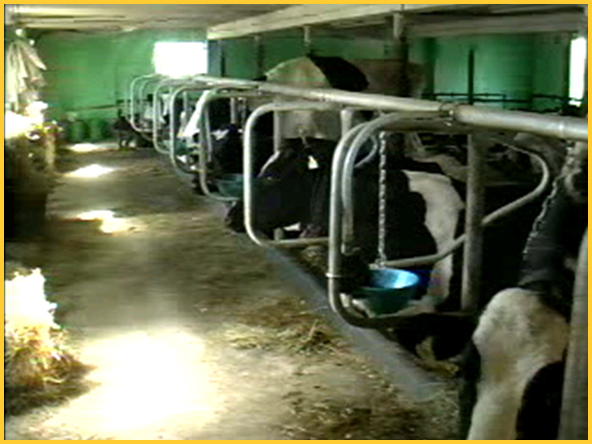 KLN free cow stall