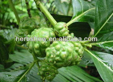 Natural Noni Extract Polysaccharides