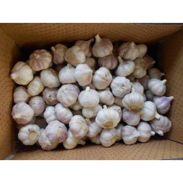 Mazao mapya ya 2018 Fresh Garlic