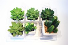 Home garden decoration jungle 8cm Dia green succulent plants cactus EDRZW05 2874