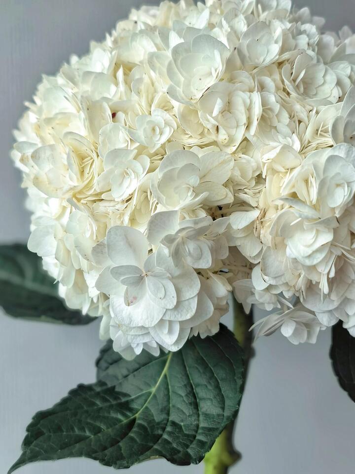 كوبية بيضاء مزدوجة Double White Hydrangea