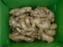 top quality air dreid ginger