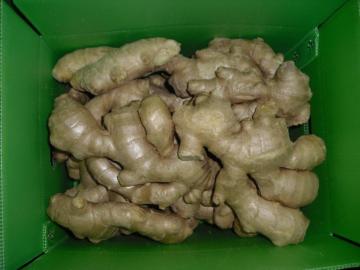 top quality air dreid ginger