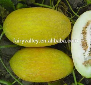 Hybrid F1 Hami melon seeds cantaloupe seeds for planting-TGHM018