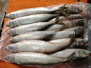 Frozen mackerel fish