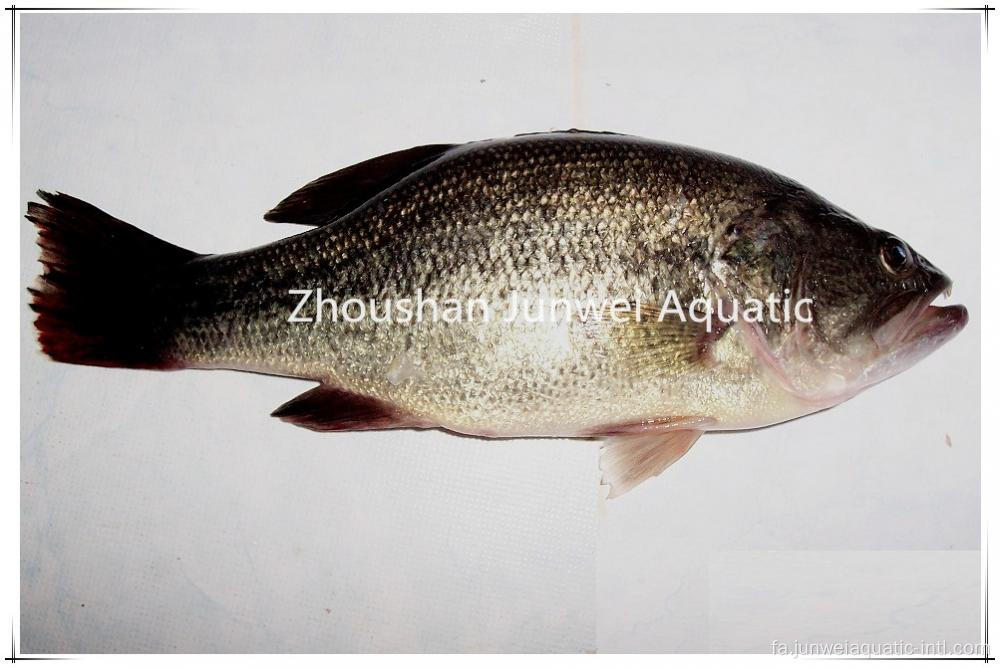 باس آب شیرین خوب با کیفیت بالا