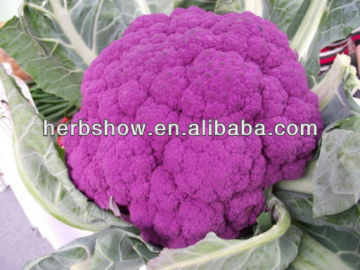 High Yield Purple Broccoli seeds