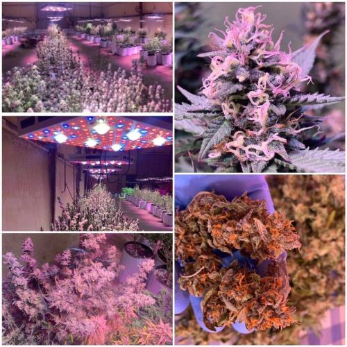 Phlizon Full Spectrum Cob LED Grow Lights AS