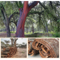 Extrait d'écorce de Cabinda Cabinda Poudre Naturel