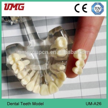 plastic dental model of teeth dental demonstration models