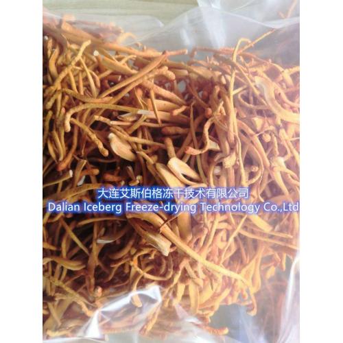 Liofilizzatore per fiori Cordyceps