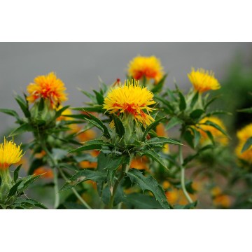 OEM massal menyesuaikan minyak safflower murni murni