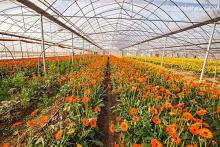 Greenhouse cooling system steel pipe greenhouse hot sale