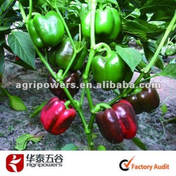 Red Sweet pepper seed SP946