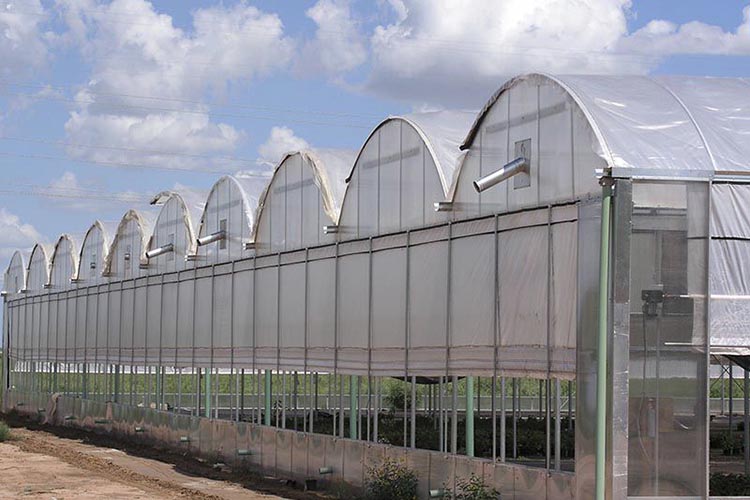 Agriculture Multi Span Film Greenhouse