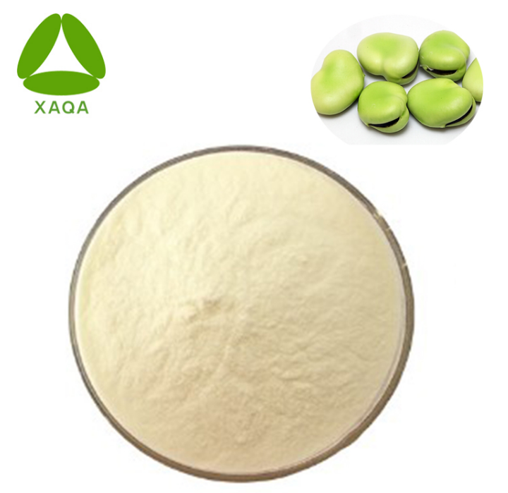 Vicia Faba Protein Vicia faba Protein
