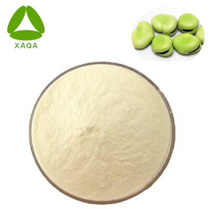 Vicia faba Protein