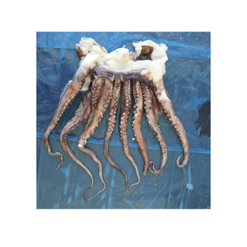 Squid Game Party Squid Ring Cutting Machine