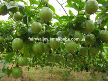 High germination rate Passionforaedulis seeds Passionfruit seeds fruit tree seeds for planting