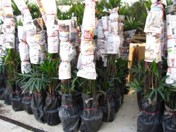 raphis excelsa indoor plants