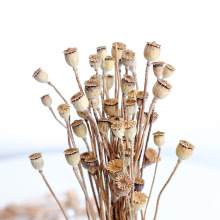 Wholesale Dried Poppy Flowers for Home Decor and DIY Arrangements