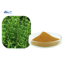 Rosemary Extract Ursolic Acid Carnosic Acid Rosmarinic