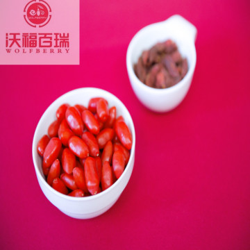 Wolfberry/Lycium Barbarum / High Quality goji berry