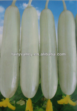 Growing Chinese F1 White Cucumber Seeds-White Snow