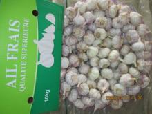 Cold Storing Fresh Garlic Crop 2020