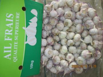 Cold Storing Fresh Garlic Crop 2020