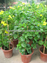 mandevilla sanderi climbing shrub trees