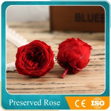 wholesales red preserved peony for flower arragement