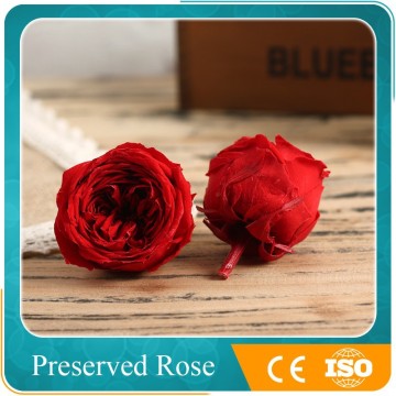 wholesales red preserved peony for flower arragement