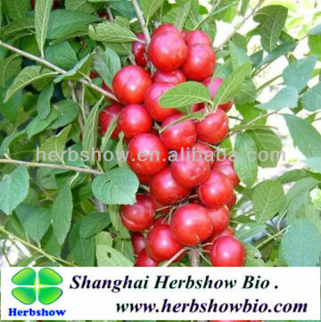 Cerasus humilis seeds for planting & Rich calcium