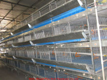 New Design Pullet Cage  