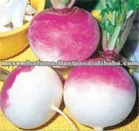 Turnip Purple Top White Globe Seeds