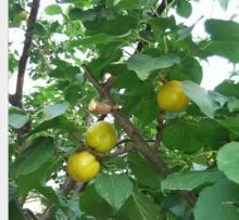 Fresh apricot apple chutneyfresh apricot apple chutney