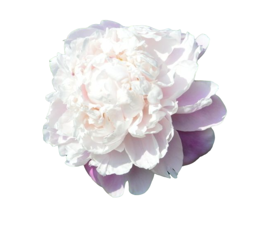 nombre predeterminado default name