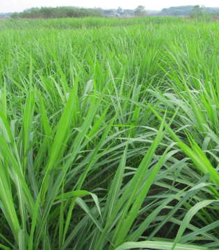 Wholesale ryegrass seed for pasture and forage