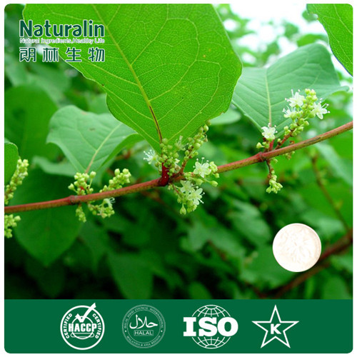 100% Natural Resveratrol From Giant Knotweed Extract for Life Extension