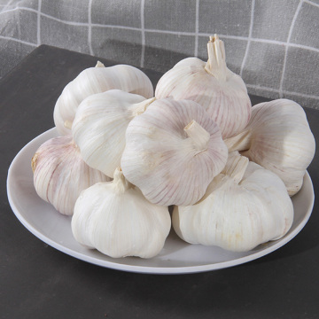 Wholesale price of high-quality white garlic