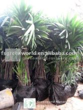 rhapis excelsa packed