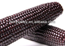 Hot Sale Hybrid Indian Corn Seed For Sale-Seed companies Good Price