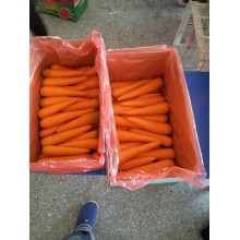 Red Fresh New Crop Carrot (80-150g)