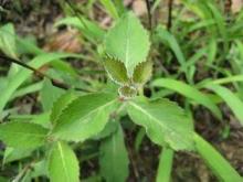 Danshen Chinese Herbal Extract Root Powder , Salvia Miltior