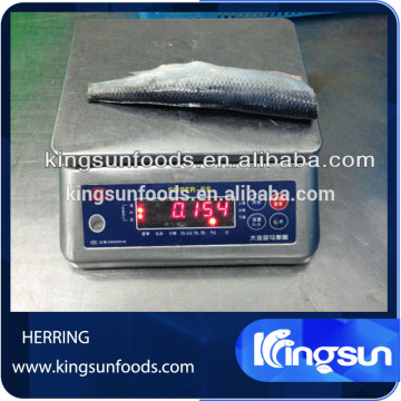 Hot Sell Pacific Herring