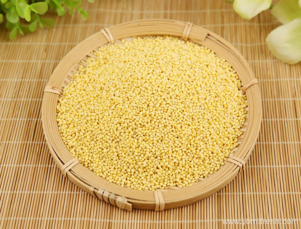 Proso Millet Seeds