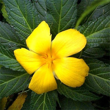 Damiana  extract